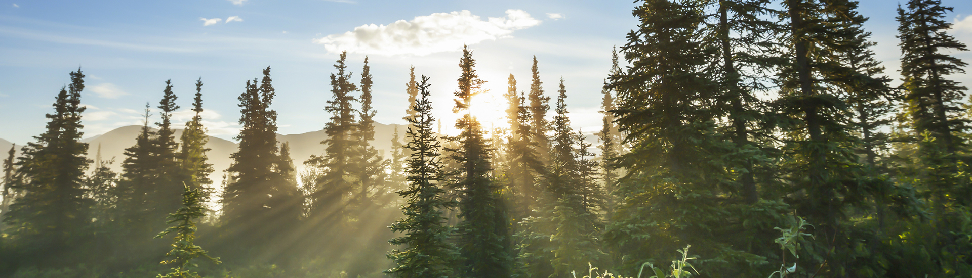 Treeline